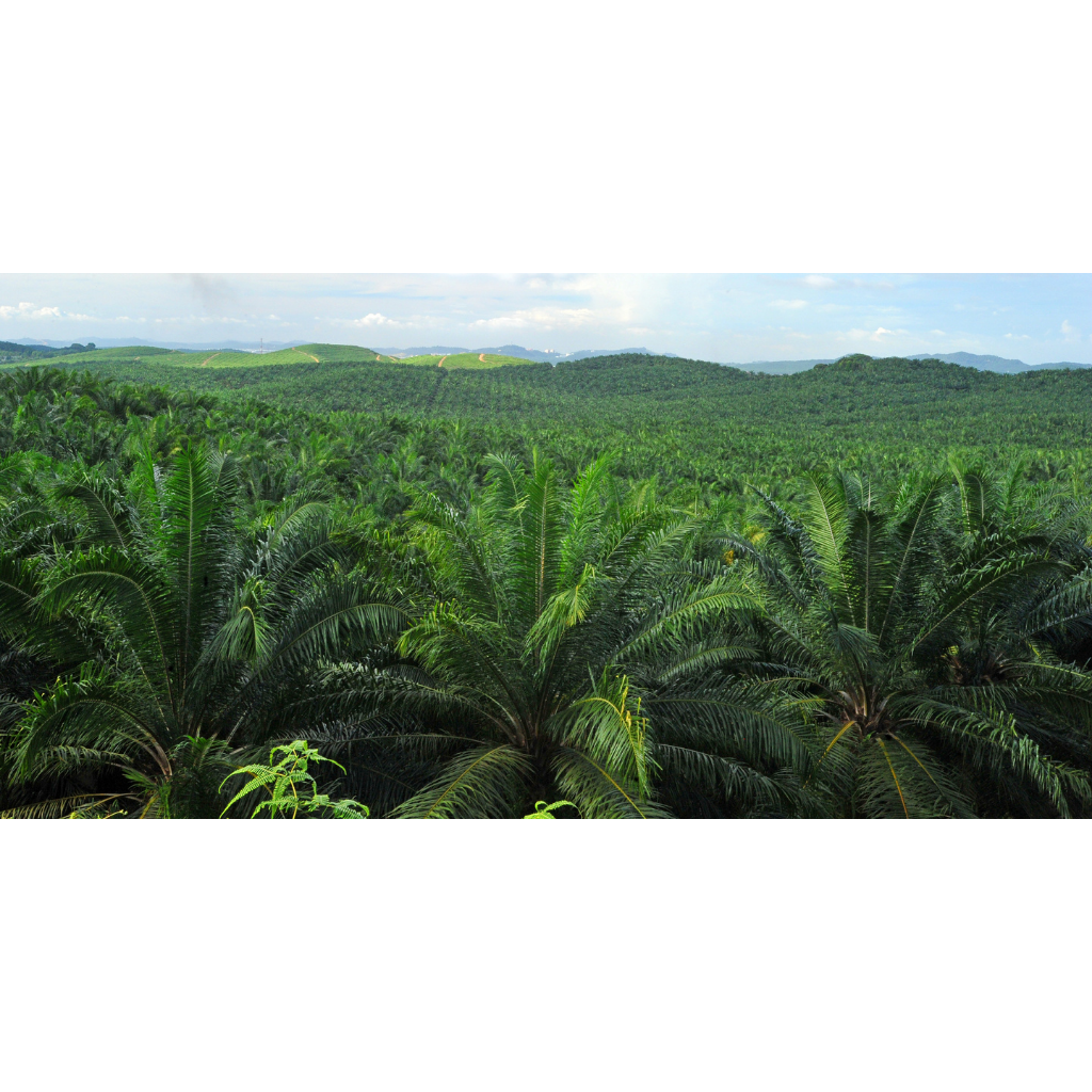 Pourquoi avons-nous décidé de ne plus utiliser d'huile de palme dans nos produits?